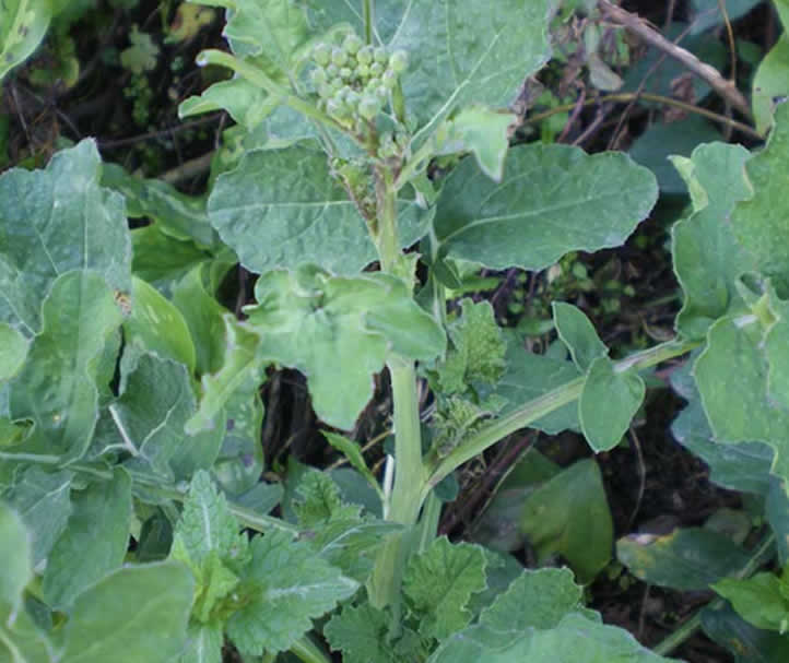 pianta spontanea di cavulicelli