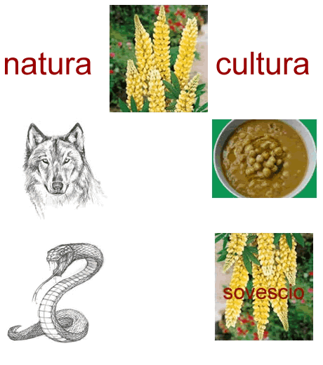 il lupino, la leguminosa, considerato nei due aspetti di natura e di cultura