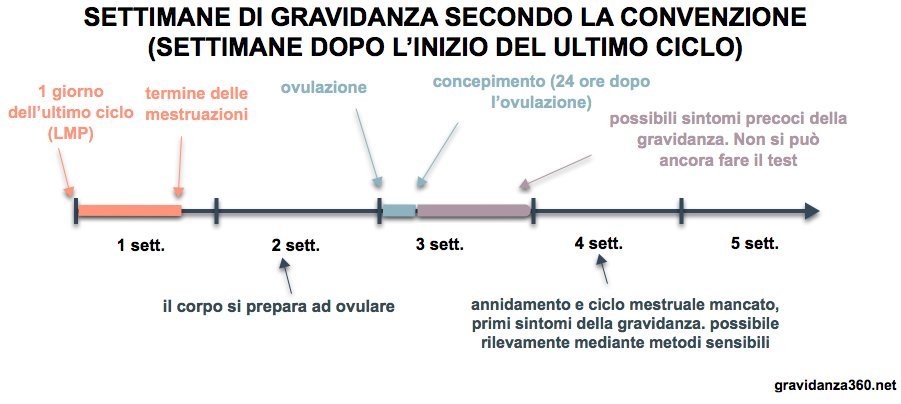 Schema grafico dei tempi di gravidanza