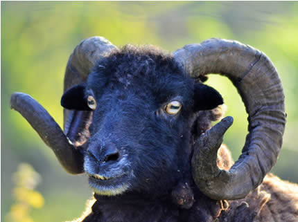 Un montone nero veniva sacrificato agli eroi