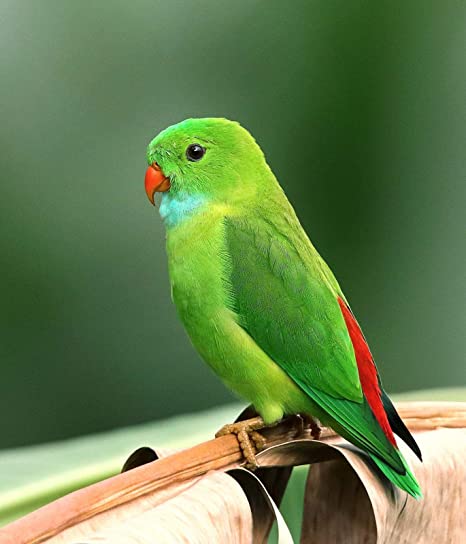 pappagallino verde