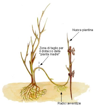 Esempio di talea per propaggine